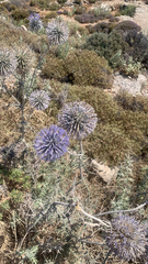 Echinops spinosissimus
