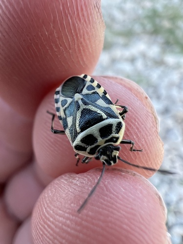 cruciferous bug, photo 2 of 9