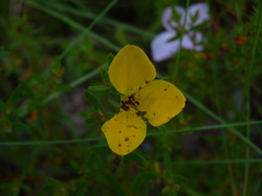 Rhexia lutea