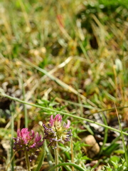 Trifolium montanum