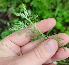 Artemisia abrotanum