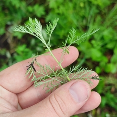 Artemisia abrotanum
