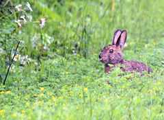Sylvilagus floridanus