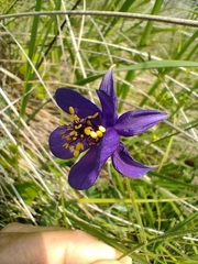 Aquilegia confusa