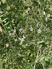 Vicia hirsuta