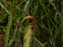 Sarracenia rubra