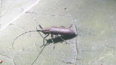 Agapanthia villosoviridescens