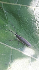 Agapanthia villosoviridescens