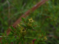 Rhexia lutea