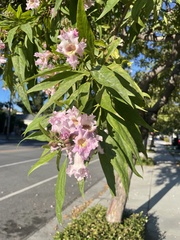 × chitalpa tashkentensis