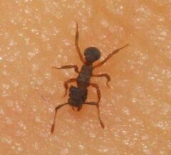 Cyphomyrmex minutus