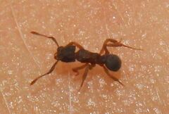 Cyphomyrmex minutus