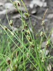 Isolepis carinata