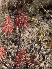 Aloe greatheadii