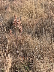 Aloe greatheadii
