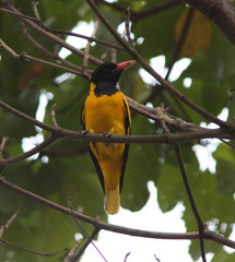 Oriolus xanthornus
