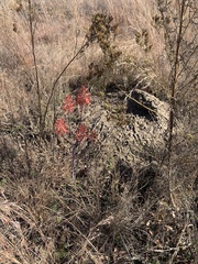 Aloe greatheadii