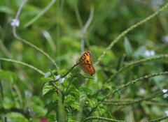 Junonia almana