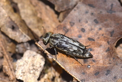 Yakuhananomia bidentata