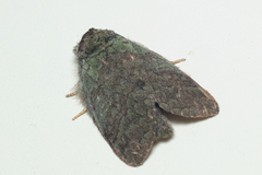 Netria viridescens