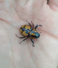 Cyclocephala deceptor