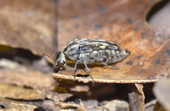 Yakuhananomia bidentata