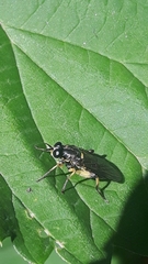 Solva marginata