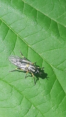 Solva marginata