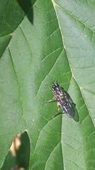 Solva marginata