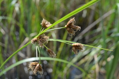 Bolboschoenus laticarpus