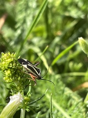 Hadrodemus