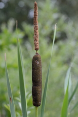 Typha latifolia