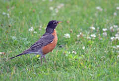 Turdus migratorius
