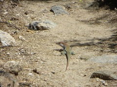 Aspidoscelis stictogrammus