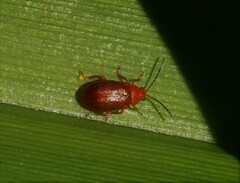 Tricholochmaea kalmiae