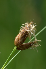 Bolboschoenus laticarpus