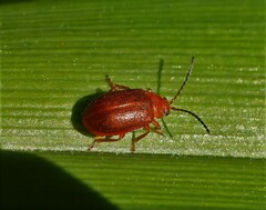 Tricholochmaea kalmiae