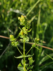 Hypericum maculatum maculatum