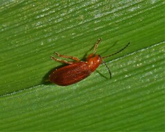 Tricholochmaea kalmiae