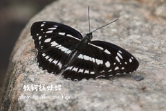 Limenitis sulpitia
