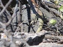 Aspidoscelis stictogrammus