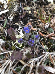 Eritrichium aretioides