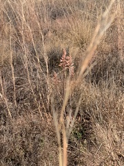 Aloe greatheadii