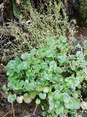 Cochlearia pyrenaica