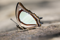 Polyura jalysus