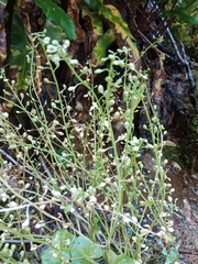 Cochlearia pyrenaica