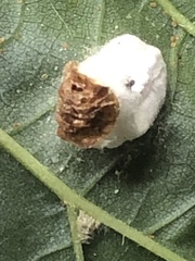 Pulvinaria innumerabilis