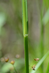 Bolboschoenus laticarpus