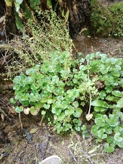 Cochlearia pyrenaica