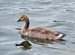 Branta canadensis